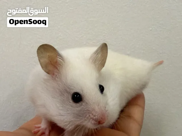 للبيع هامستر العدد 3