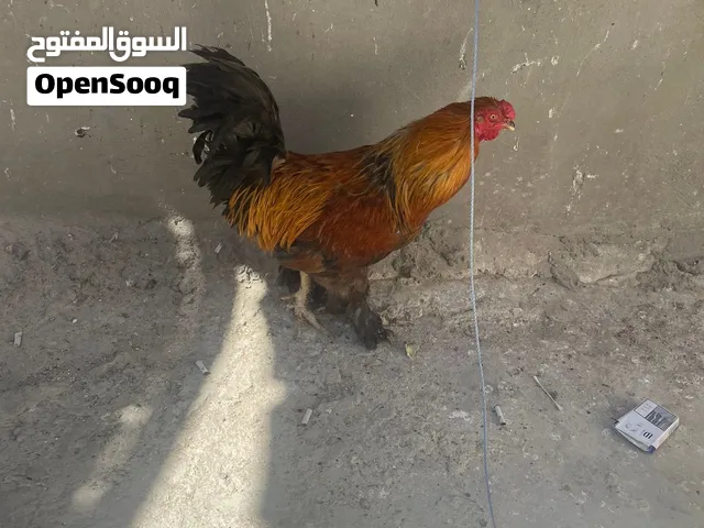ديك للبيع او للبدل