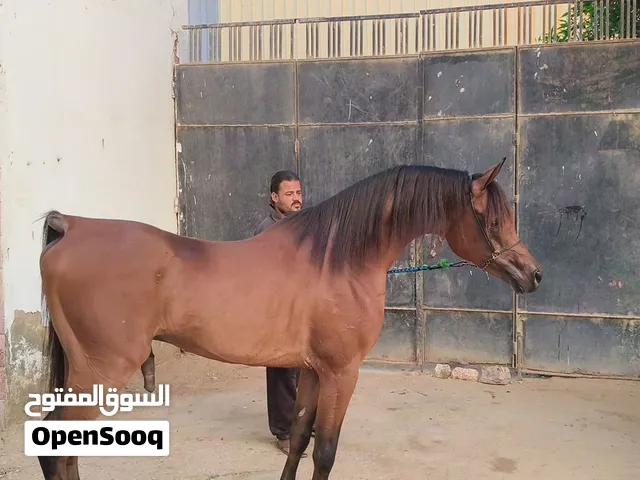 حصان عربي اصيل بجميع الاوراق