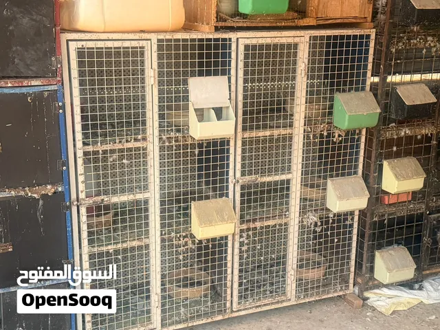 18عين حديد ممتاز للبيع