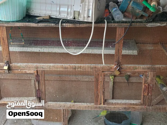 قفص طيور حب للبيع العنوان البصرة حي المهندسين ساحة رمل