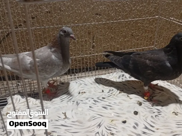 افراخ زاجل العمر 29 يوم