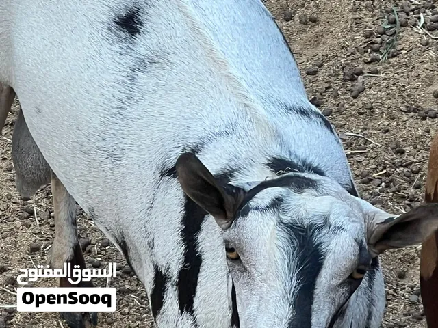 فحل صلالي لون ثلجي+ كبش محلي اصل