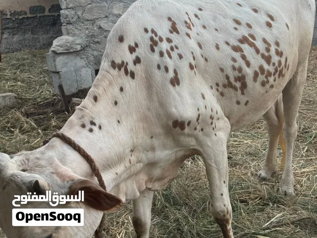 ابقار لبيع ... اقرا تفاصيل