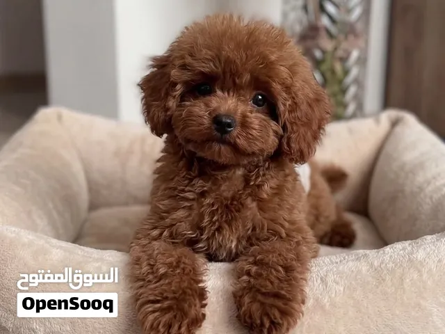 Toy Poodles  in UAE – Male & Female Puppies Available