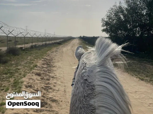 خيل للآجار
