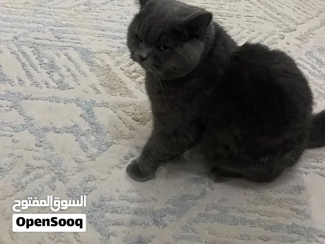 سكوتش رصاصيه للتبني