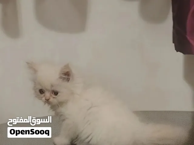 قطط هاف بكي