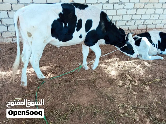بقرى البيع العومار سان