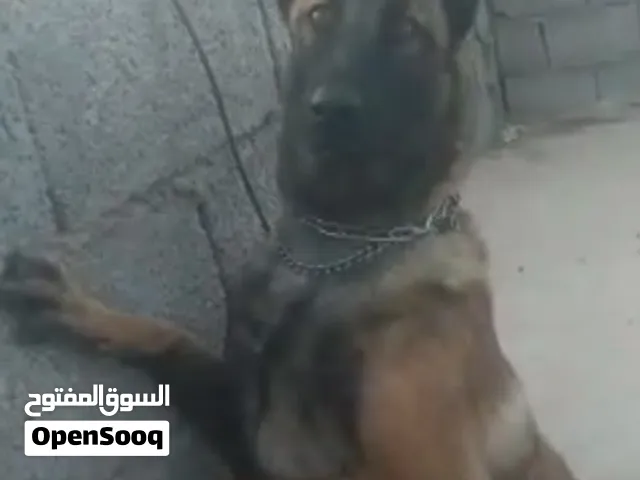 كلبه للبيع السعر 650..( شوف الوصف)