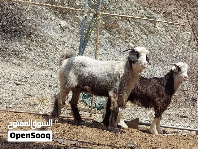 تيوس عمانيات الأكبر مخصاي من يوم صغير سمان حلال طيب للتربيه وللذبح جاهزات