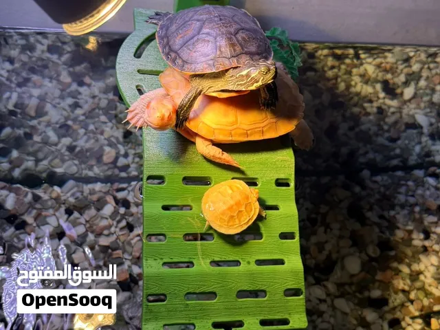 سلاحف للبيع – ألبينو + سلحفاة كبيرة Turtles for sale - albino turtle + orange green turtle