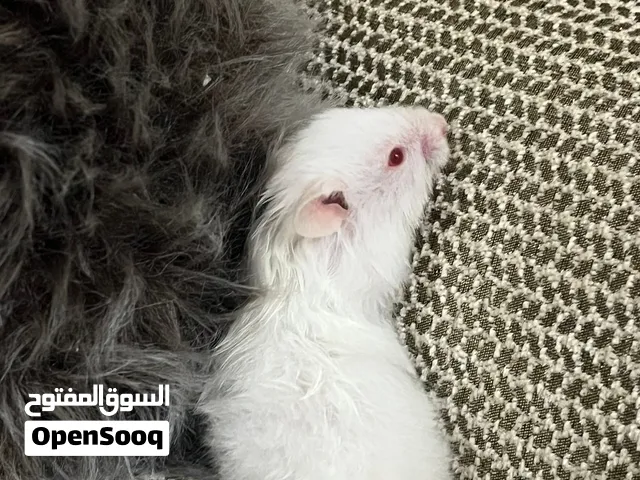 هامسترس للبيعhamsters for sale