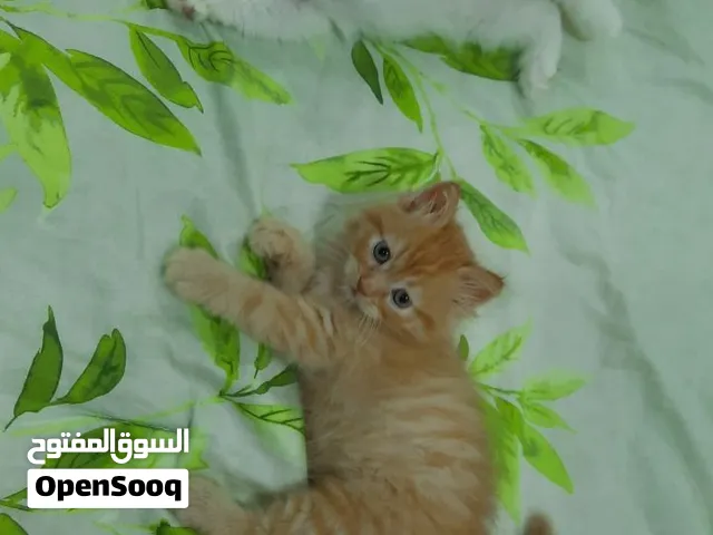 Adorable Kittens Persian male & female.