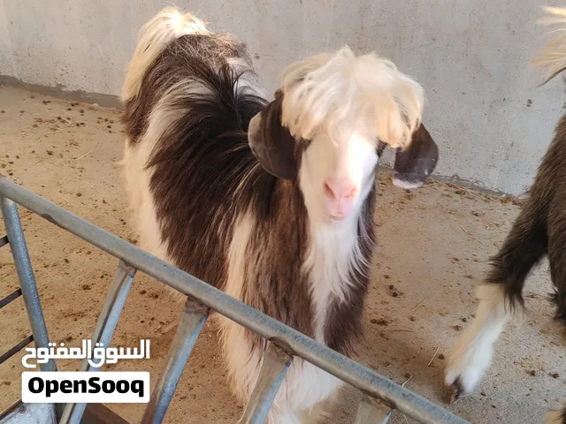 تيس هديد رحبي للبيع
