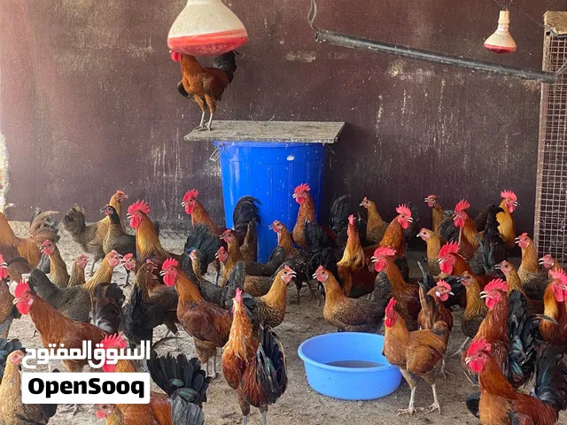 دياكه فقط فيومي الذهبي