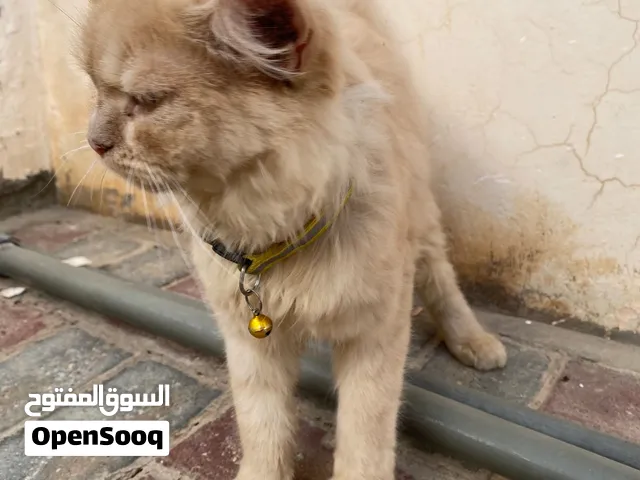 Orange female cat found in alansab near bima
