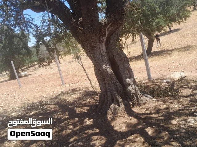ارض صالحة للفلتحة