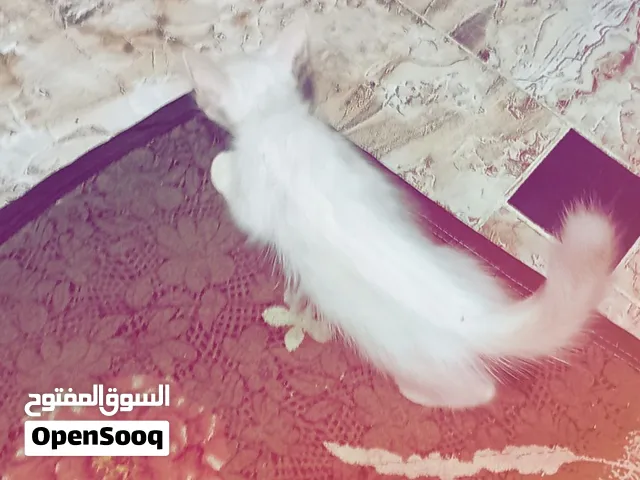 قطه شيرازي عمر شهر 200جنيه