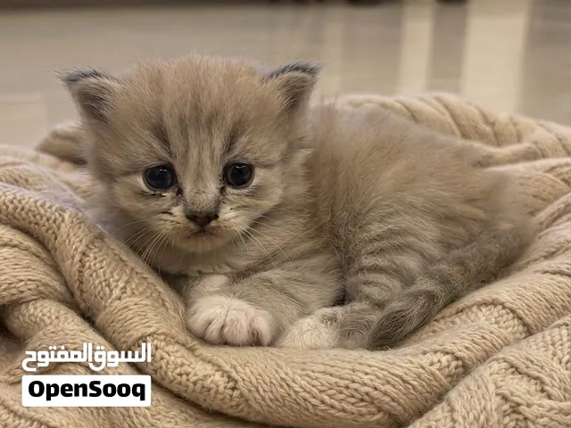 3 قطط كتن صغار للبيع