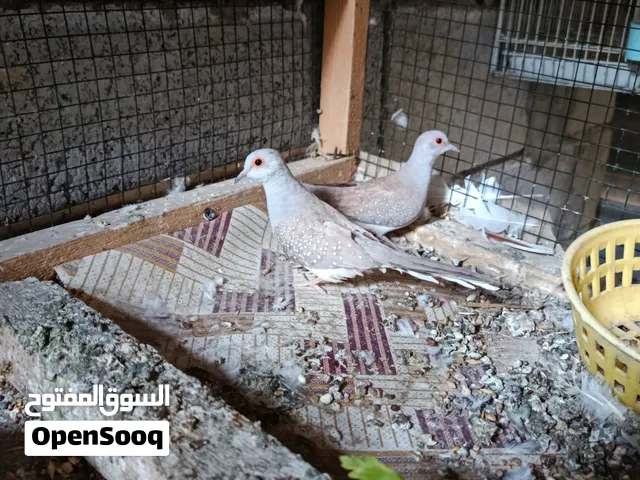 آل سلام عليكم زوج فاخت ملكي احمر عسلي مراوس بطيور الحب او بيع عادي طيور كلش نضيفات مال بيت الله شاهد