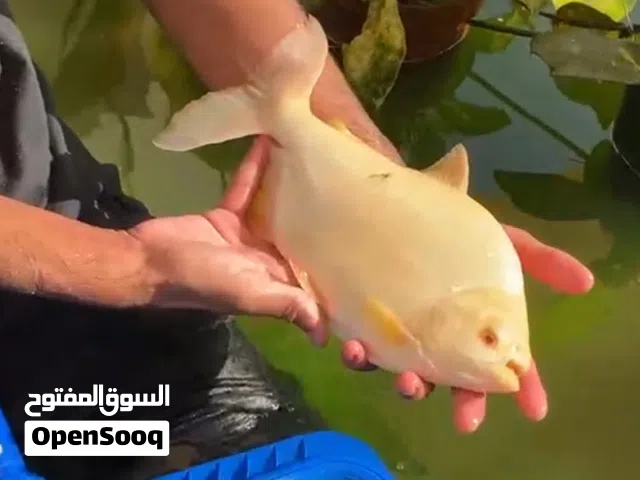 Cat fish and albino pacu