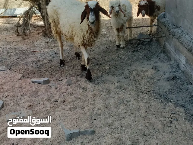 غنم للبيع بحالة جيدة
