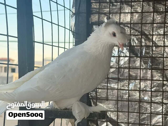 حمام للبيع