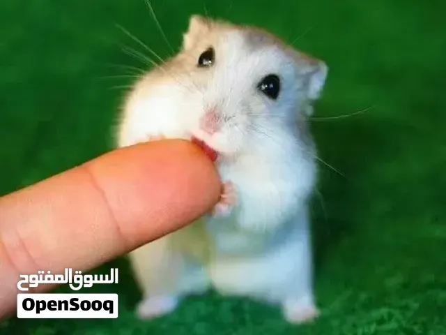 افضل تشكيلة هامسترات انتاج سوري مطعم جاهز