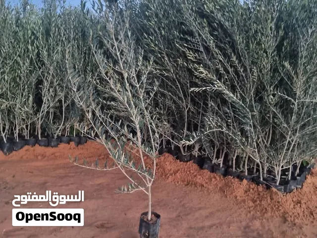 مطلوب مستثمر لمزرعة زيتون