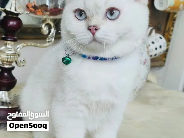 زوج قطط ( انثي وذكر ) سكوتش ستريت سيلفر شيل (Silver Shell ns12 33) فائقة الجمال - أصول مسجلة