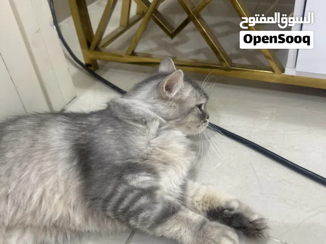 قط شرازي لعوب
