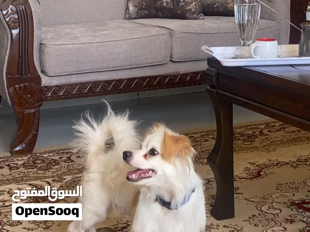 كلب بحجم ثابت