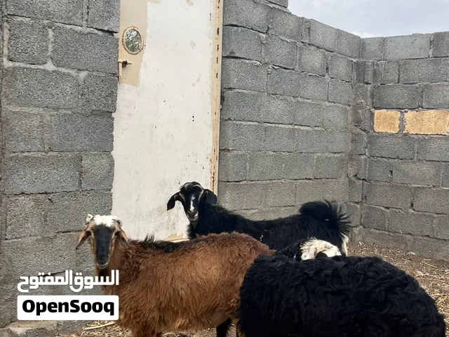 تيس وكبشين للبيع