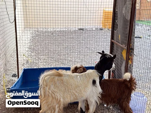 للبيع تيس وسخلة تابع الوصف