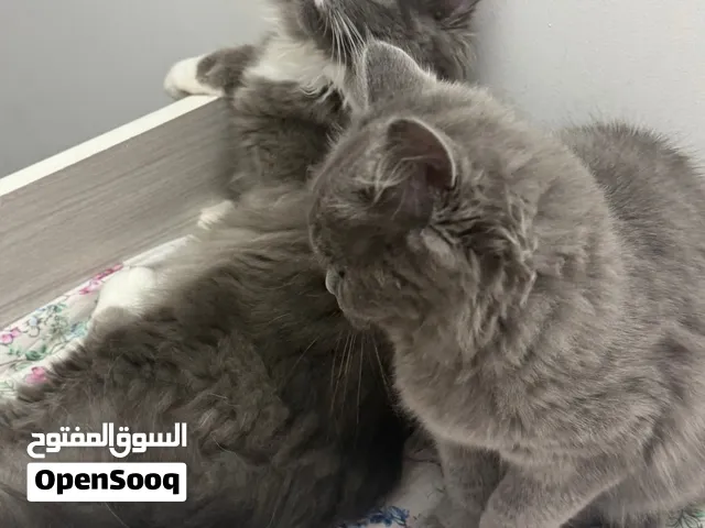 قط وقطة للتبني بريتين لونغ هير