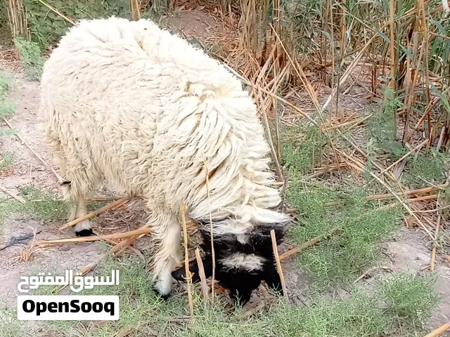 اغنام للبيع