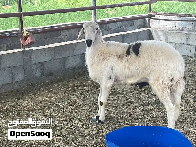 كبش نجدي للبيع