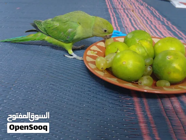 ببغاء هادية للبيع