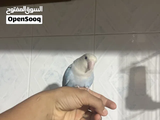 ربي يبارك عصفور روز للبيع