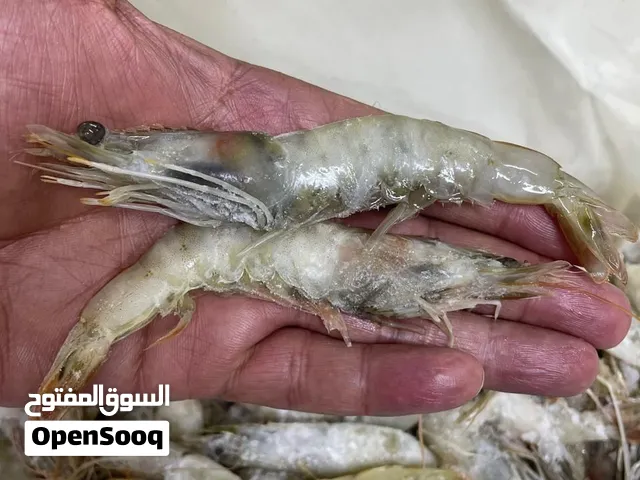 روبیان مجمد من المزارع للبیع بالجملة