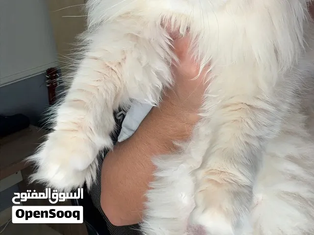 قط طويل الشعر أصيل Pure British Long Hair