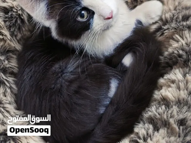 قطه سيرازي