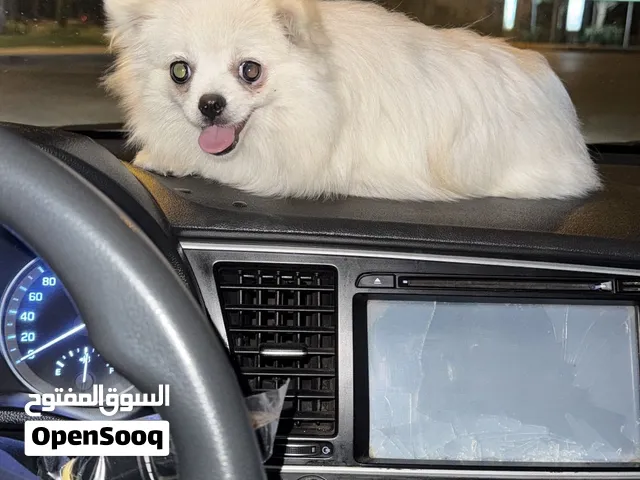 بنت بومرينيان
