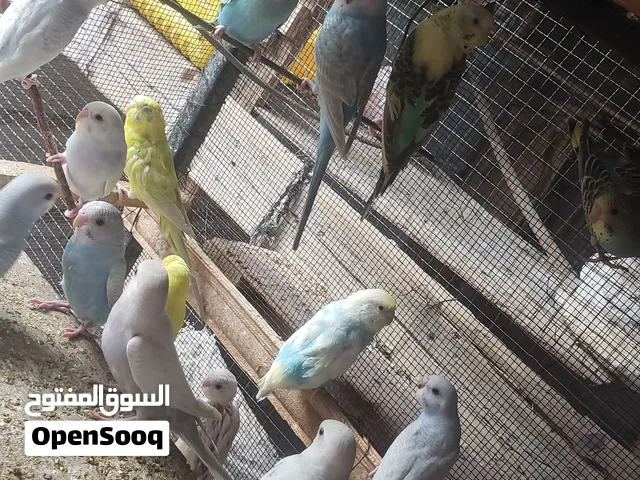 طيور البادجي ومايسمى بطيور العشاق