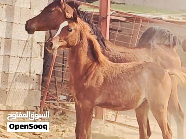 مهرات اصايل واهو بيور خط جمال