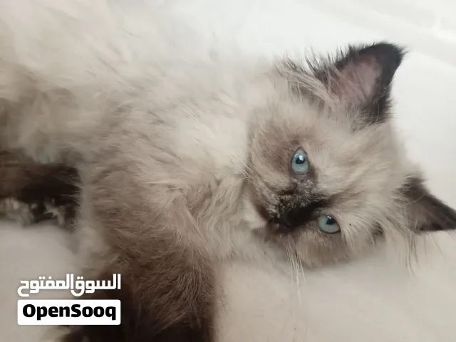 قط همالايا للبيع عمرها ثلاث شهور هادية ولعوبة ومتعودة ع كلشي، مع حقيبة حمل جديدة عبارة عن بوكس.