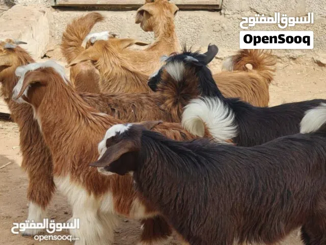 تيوسة وسخلات محلية