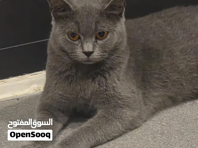 قطة (سنورة) من نوع سكوتش عمرها 9 اشهر