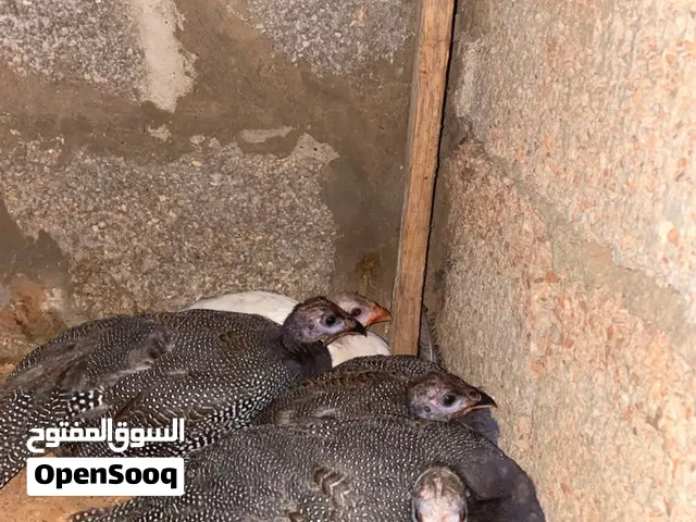 المطلوب دجاج فرعوني بصحه ممتاز